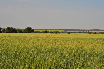 Ячменное поле