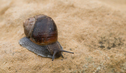 Snail, slow motion