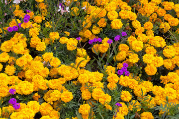 Bunte Blumenpracht in Österreich