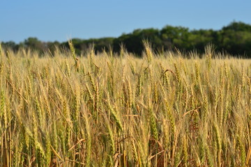 Пшеничное поле