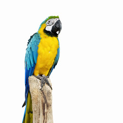 parrot bird sitting on the perch