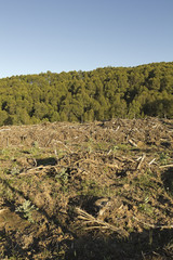Fototapeta na wymiar Timber industry in Chile
