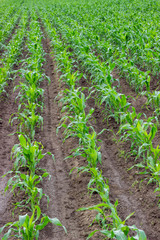 Fototapeta na wymiar Young corn field, corn plots