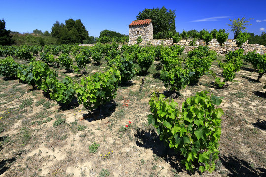 Vignoble et terroir de Collioure et Banyuls, Argeles sur Mer