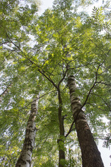 Fototapeta premium Russian Forest