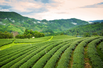 Natural landscape of tea planation on the moutain in Chaingrai p