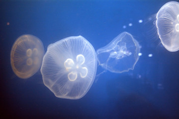 Moon jelly, Tokyo, Japan © nyiragongo