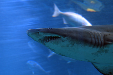 Naklejka premium Sandtiger shark, Tokyo, Japan