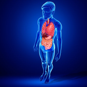Digestive system of male body