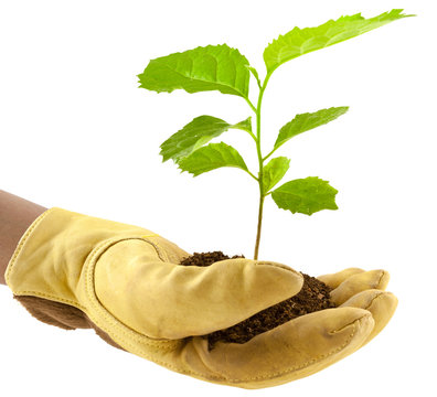plant d'arbre dans main gant&eacute;e
