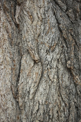 Wooden bark
