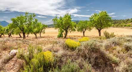 Almond Trees Field on Summer