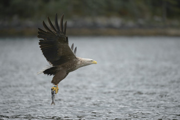 Eagle with Prey.
