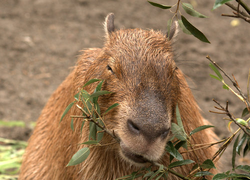 Capybara, Tokyo, Japan