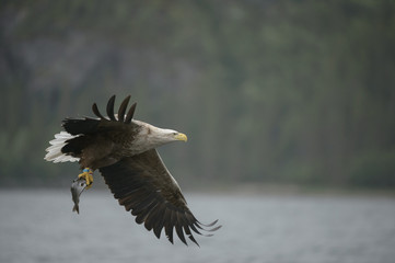 White-tailed Eagle