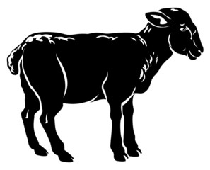 Lamb illustration