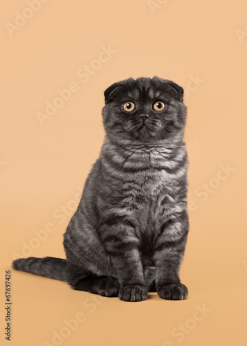 Black Smoke Scottish Fold Kitten On Light Brown Background Stock