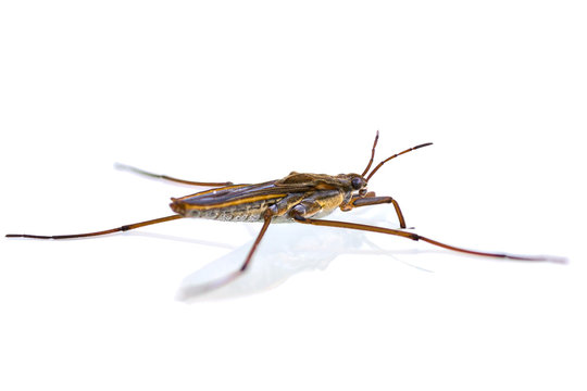 Gerris lacustris on white background