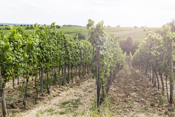 Fototapeta na wymiar Nachhaltiger Weinanbau