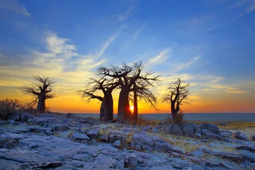 Fototapeten Baobabs auf Kubu bei Sonnenaufgang © hannesthirion