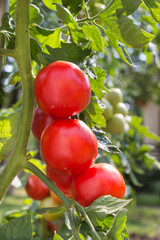 growth tomatoes