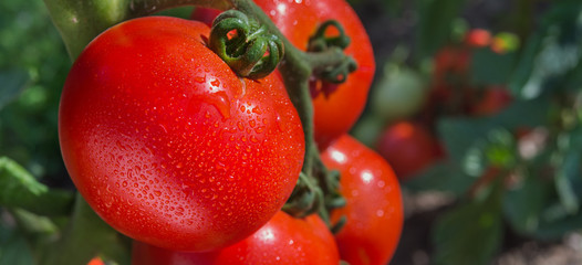growth tomatoes