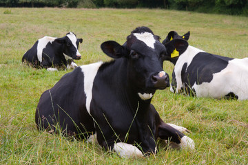 Dairy cows lying in summer pasture