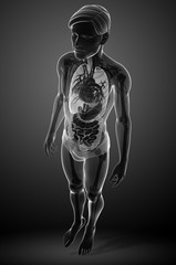 Male digestive system x-ray artwork