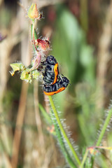 Escarabajo anaranjado, lachnaia. tristigma, Sauceda, Hurdes