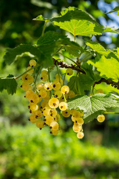 white currants on a blurred background of garden