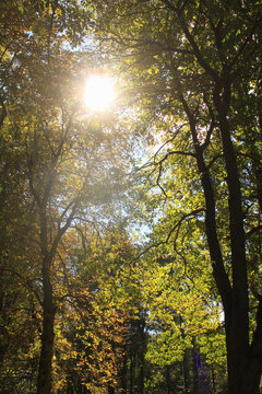 wald