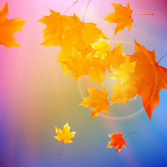 Fototapeta na wymiar Beautiful autumn Leaves.