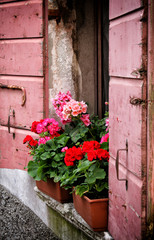 Fototapeta na wymiar Vases of flowers on an old pink wooden window
