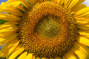 Naklejka premium sunflower