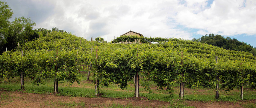 Panoramic view of vineyards in the hills