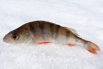 caught perch (Perca fluviatilis) in the snow