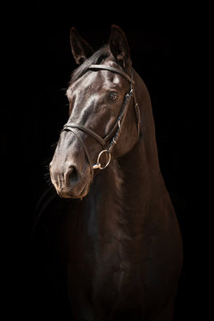 Portrait of black horse on black background