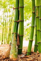 Shoot of Bamboo in the rain forest