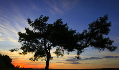 Fototapeta na wymiar photogenic pine - twisted pine at the sun