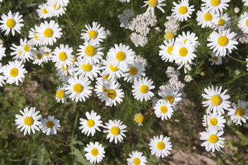 ox-eye daisy flowers