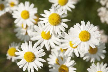 Obraz na płótnie Canvas ox-eye daisy flowers