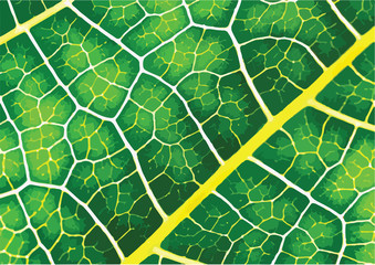 Green leaf texture background