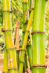 Obraz premium bamboo forest after the rain.
