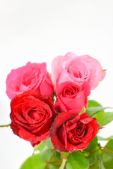 pink and red roses isolated