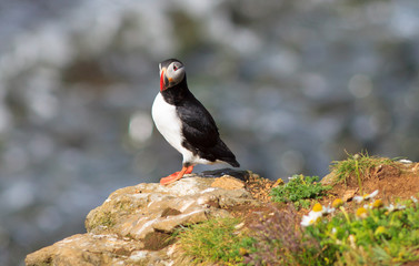 Atlantic Puffin (Fratercula arctica) on cliff top