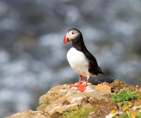 Atlantic Puffin (Fratercula arctica) on cliff top