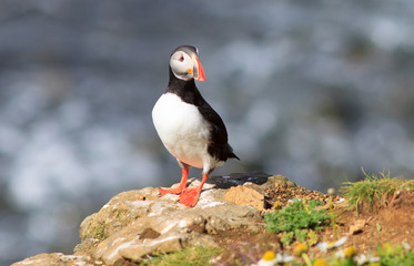 Atlantic Puffin (Fratercula arctica) on cliff top