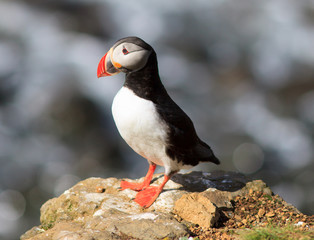 Atlantic Puffin (Fratercula arctica) on cliff top