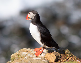Atlantic Puffin (Fratercula arctica) on cliff top