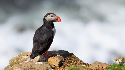 Fototapeta premium Atlantic Puffin (Fratercula arctica) on cliff top
